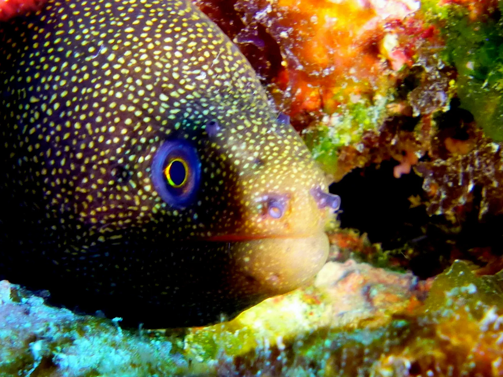 Goldentail Moray Eel, Bonaire, 2013