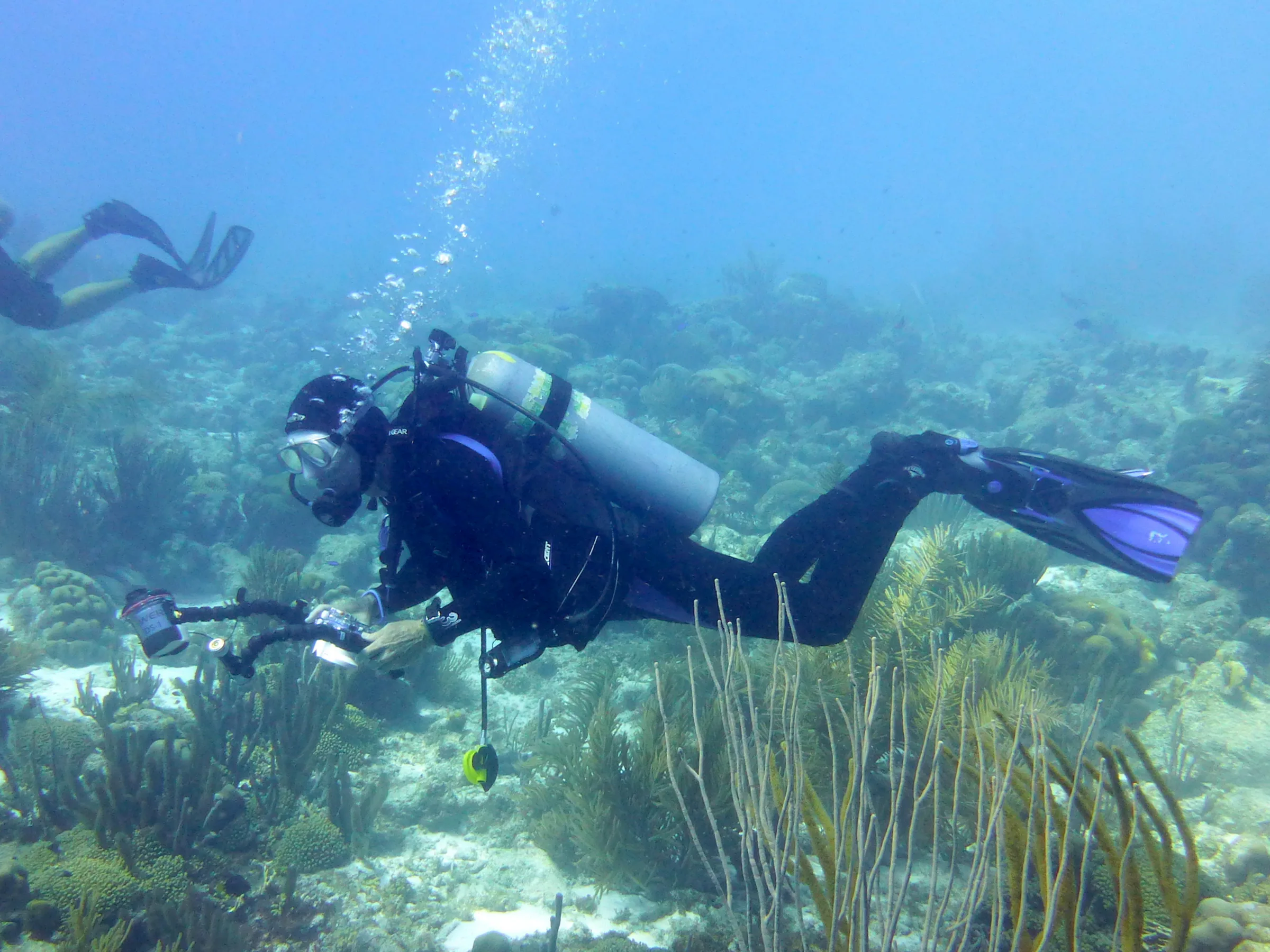 Bonaire underwater photograph, 2013