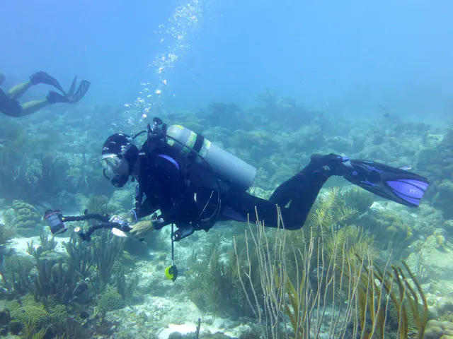 Underwater photograph by Joel Bergsma