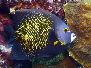 Underwater photograph by Joel Bergsma