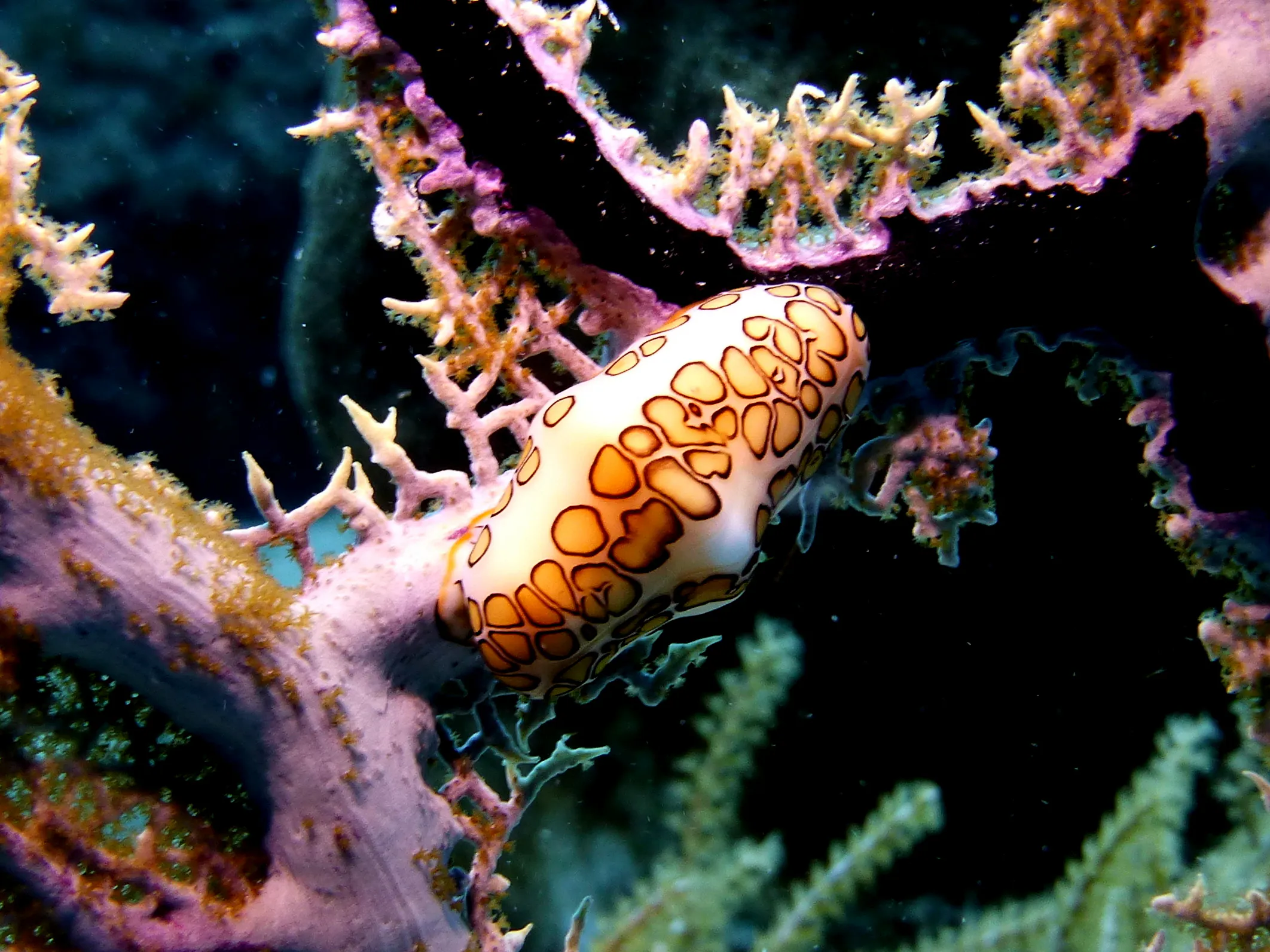 Flamingo Tongue Snail, Bonaire, 2013