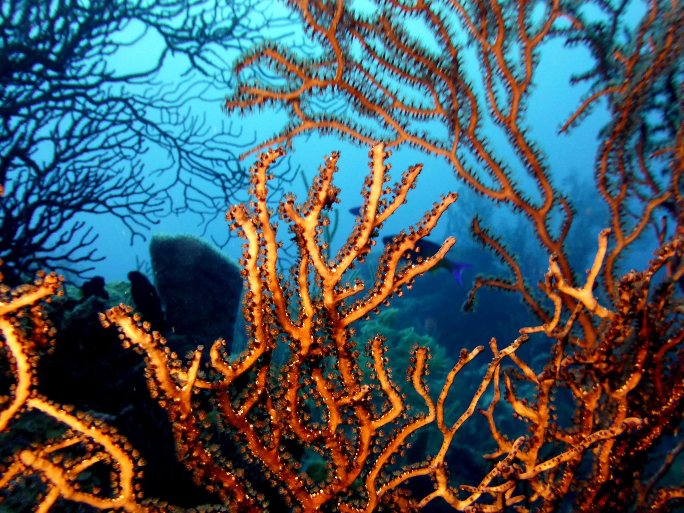 Belize underwater photograph, 2017