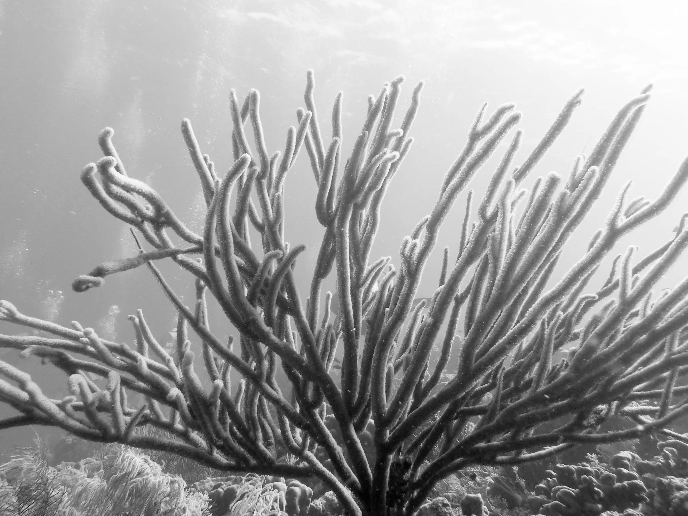 Soft Coral, Bonaire, 2013