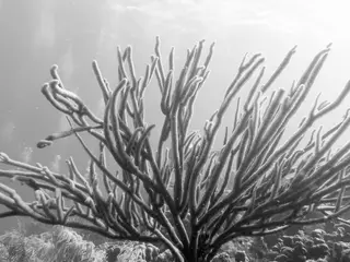 Underwater photograph by Joel Bergsma