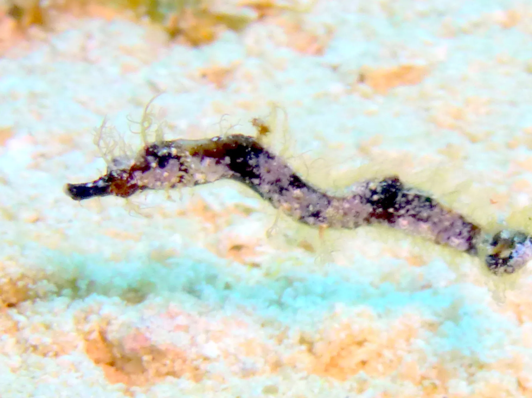 Pipehorse, Cozumel, 2014
