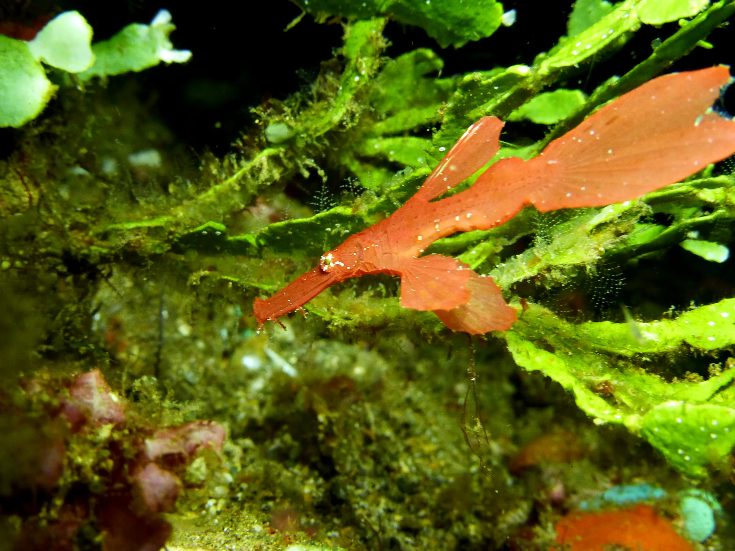 Robust Ghost Pipefish. (Growth up to 16 cm). Gerald Allen, et al, Reef Fish Identification - Tropical Pacific (2003), page 424.
