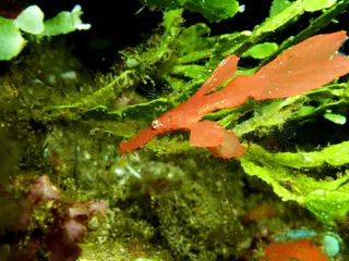 Robust Ghost Pipefish. (Growth up to 16 cm). Gerald Allen, et al, Reef Fish Identification - Tropical Pacific (2003), page 424.