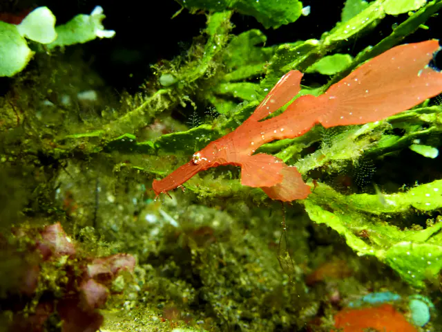 Robust Ghost Pipefish.  (Growth up to 16 cm).  Gerald Allen, et al, Reef Fish Identification - Tropical Pacific (2003), page 424.