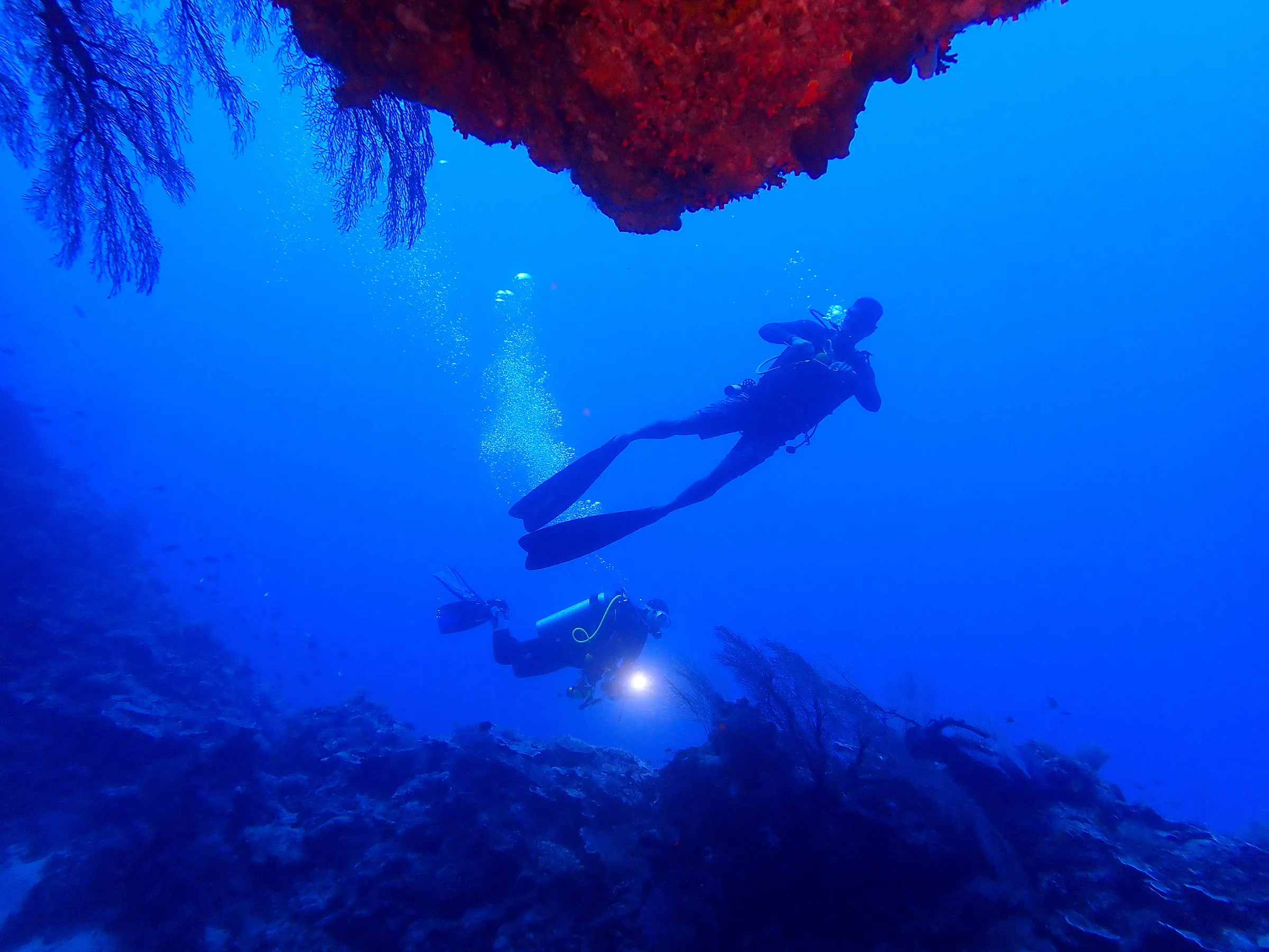 Palau underwater photograph, 2022
