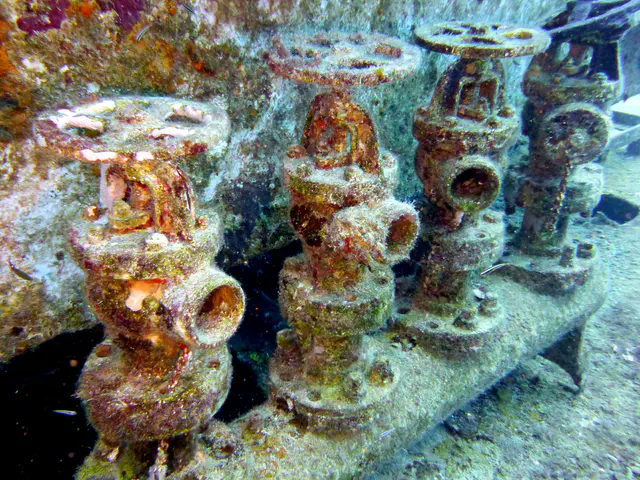Underwater photograph by Joel Bergsma