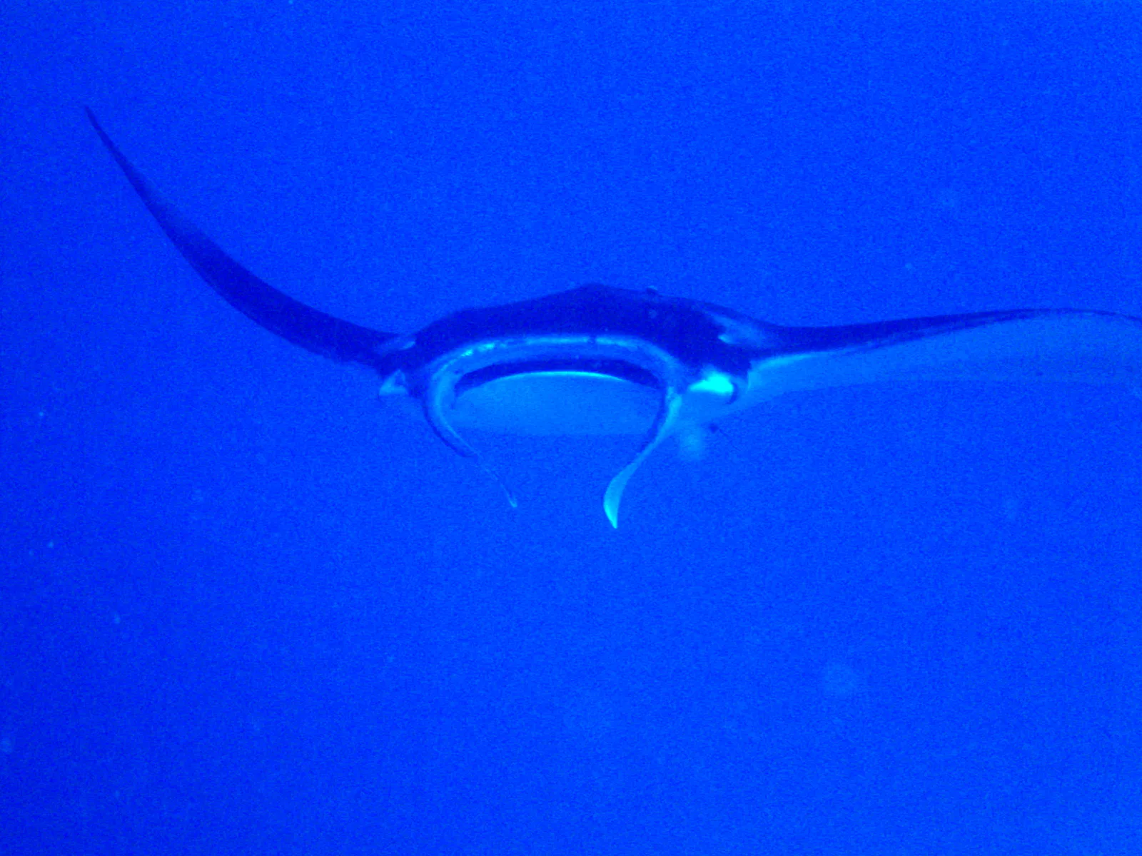 Manta Ray