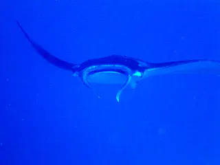 Manta Ray