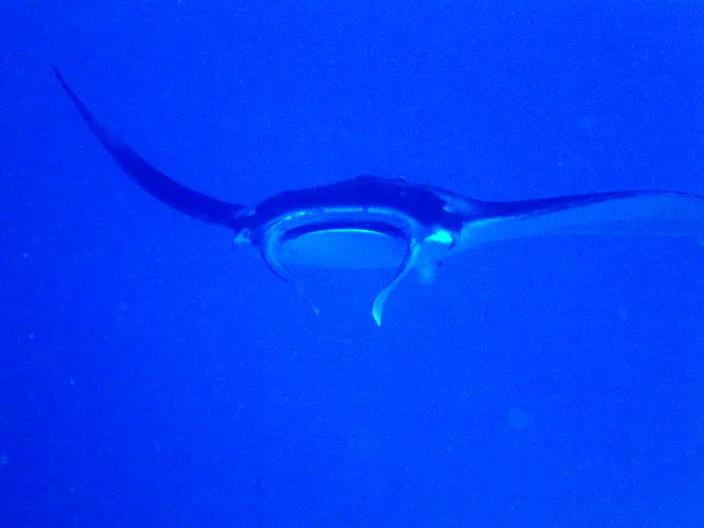 Manta Ray