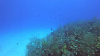 Reefscape