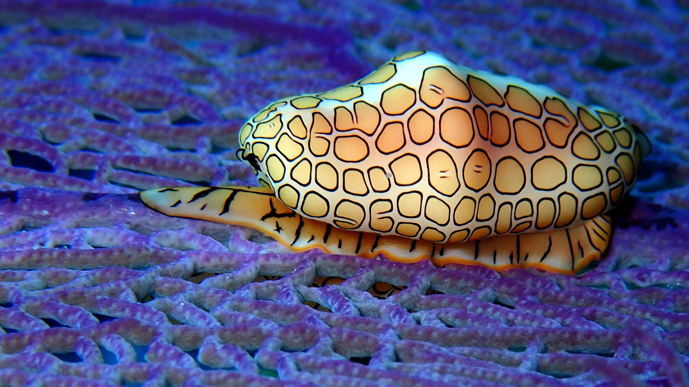 Cozumel underwater photograph, 2023