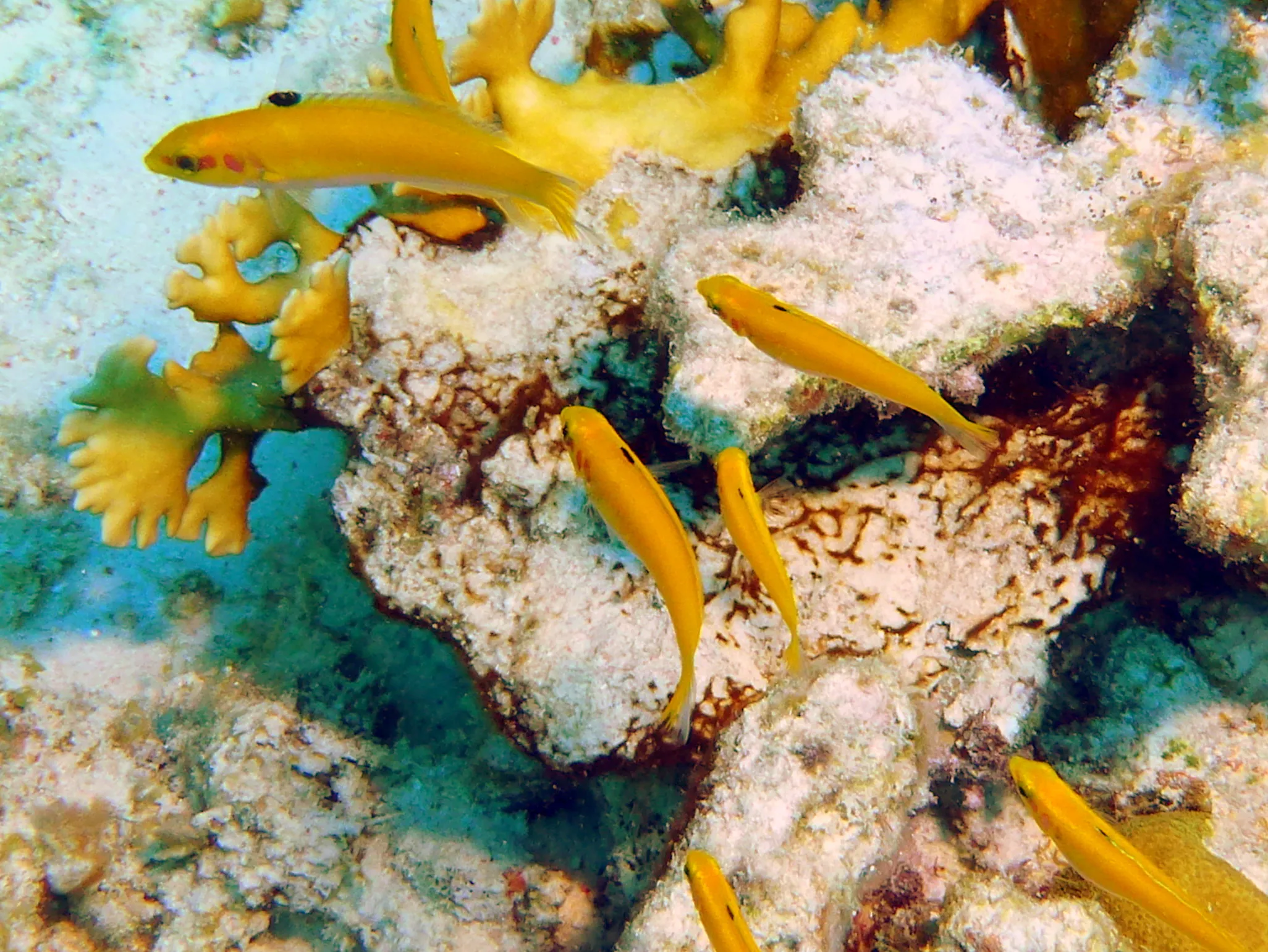 Damselfish, Bonaire, 2013