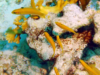 Underwater photograph by Joel Bergsma