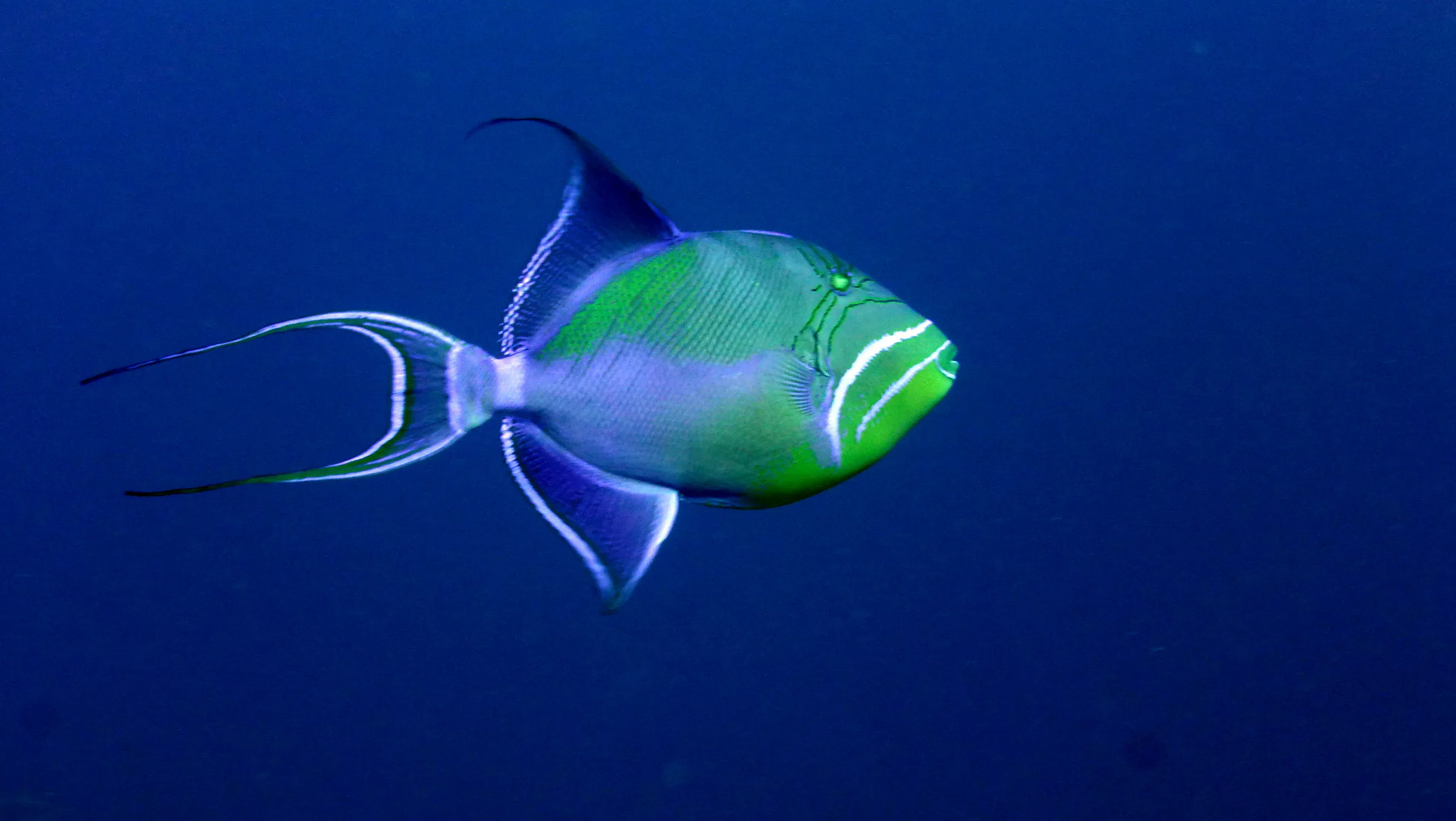 Queen Triggerfish, Belize, 2017