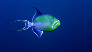 Underwater photograph by Joel Bergsma