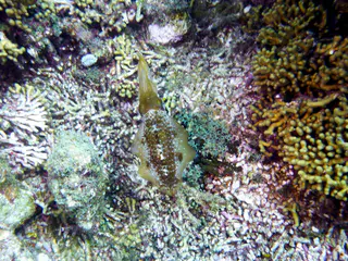 Underwater photograph by Joel Bergsma