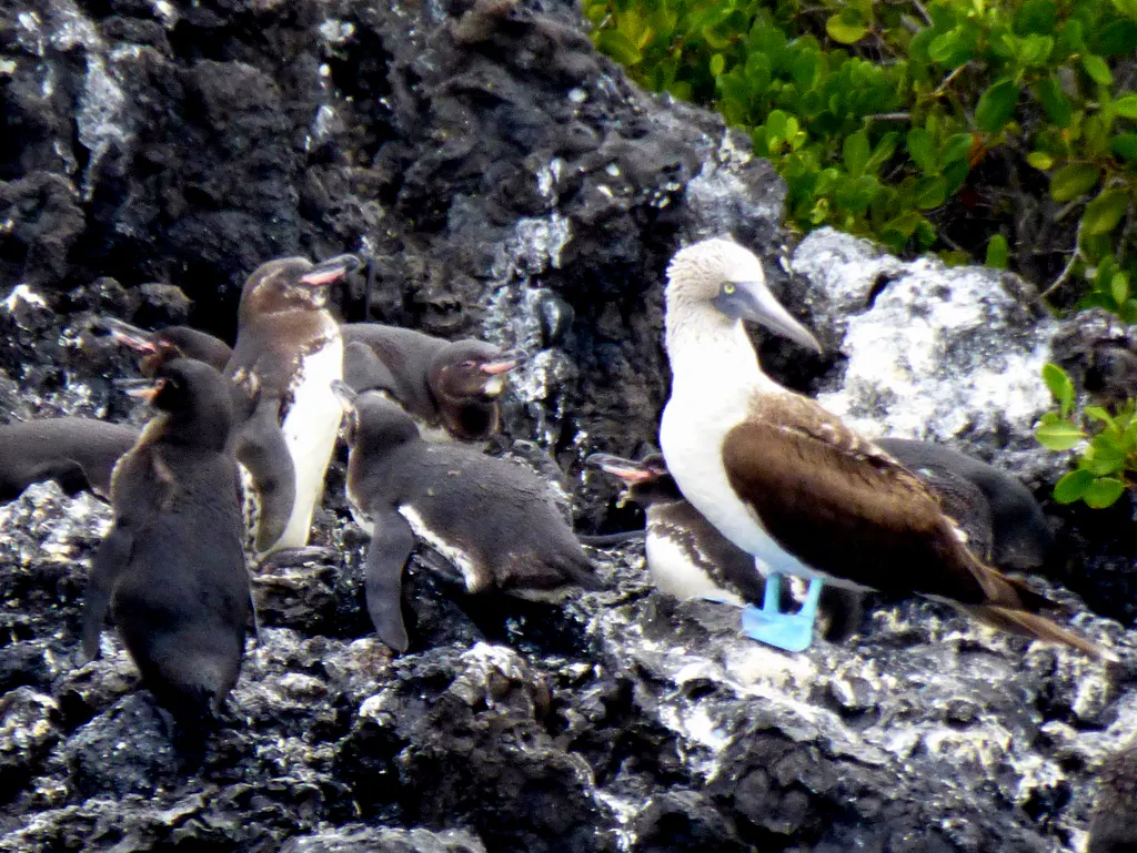 Tropical Penguins & Blue-Footed Booby. Galapagos Islands.