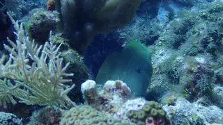 Underwater photograph by Joel Bergsma