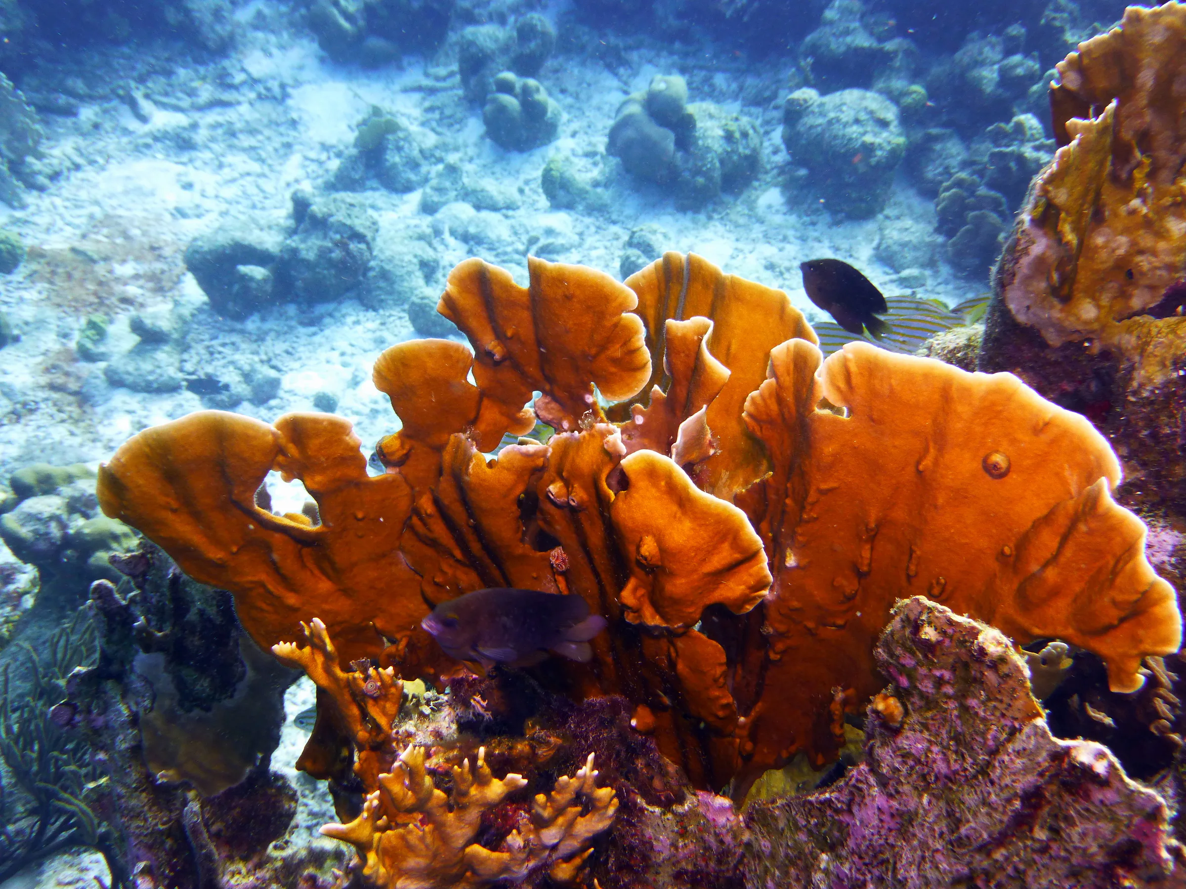 Bonaire underwater photograph, 2013