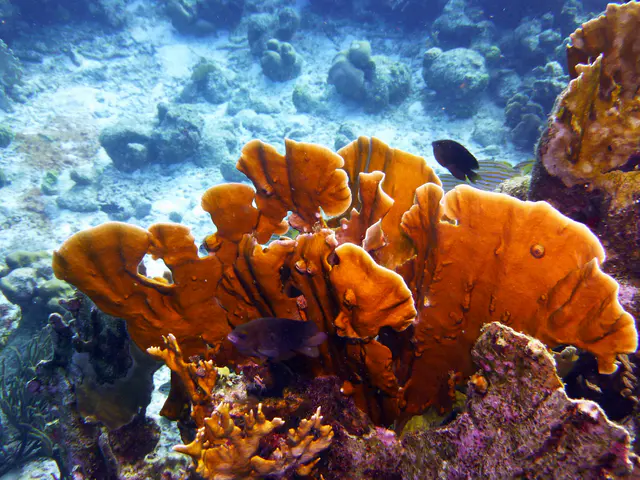 Underwater photograph by Joel Bergsma