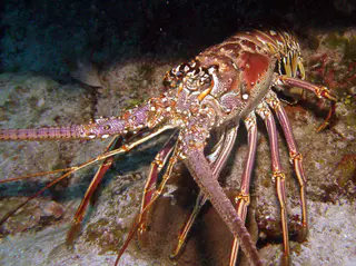 A Spiny Lobster