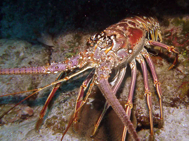 A Spiny Lobster
