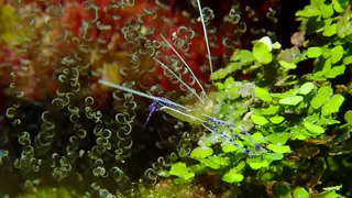Underwater photograph by Joel Bergsma