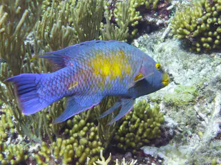 Underwater photograph by Joel Bergsma