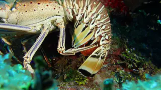 Lobster with eggs