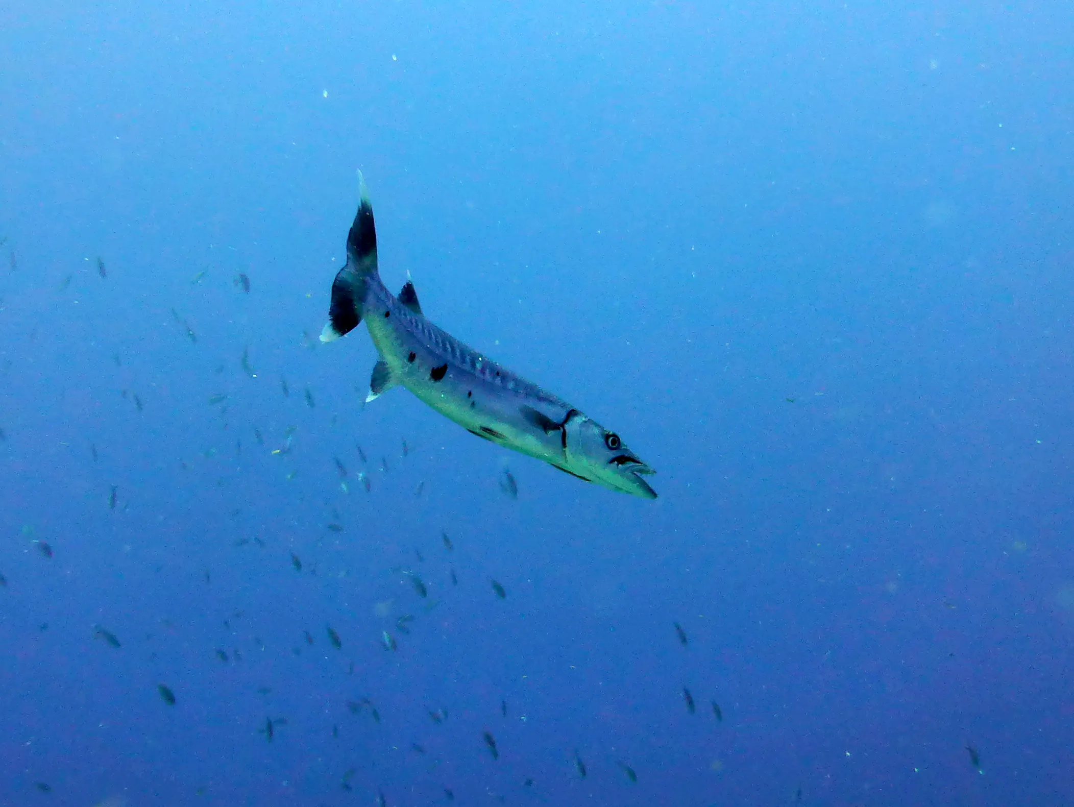 Barracuda, Bonaire, 2013