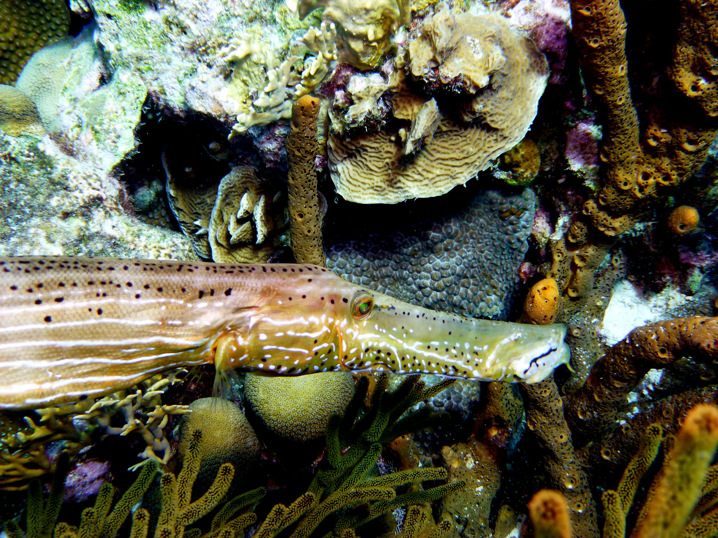 Trumpetfish, Bonaire, 2013