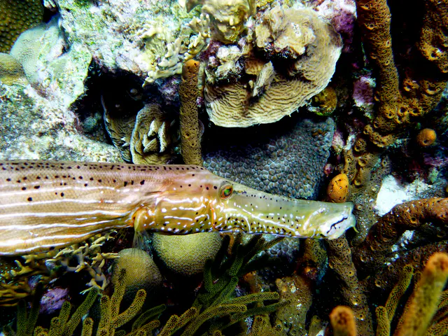 Underwater photograph by Joel Bergsma