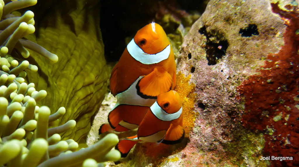Underwater photograph by Joel Bergsma