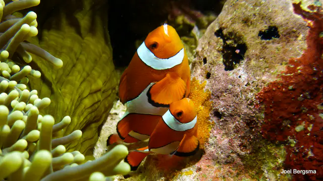 Underwater photograph by Joel Bergsma