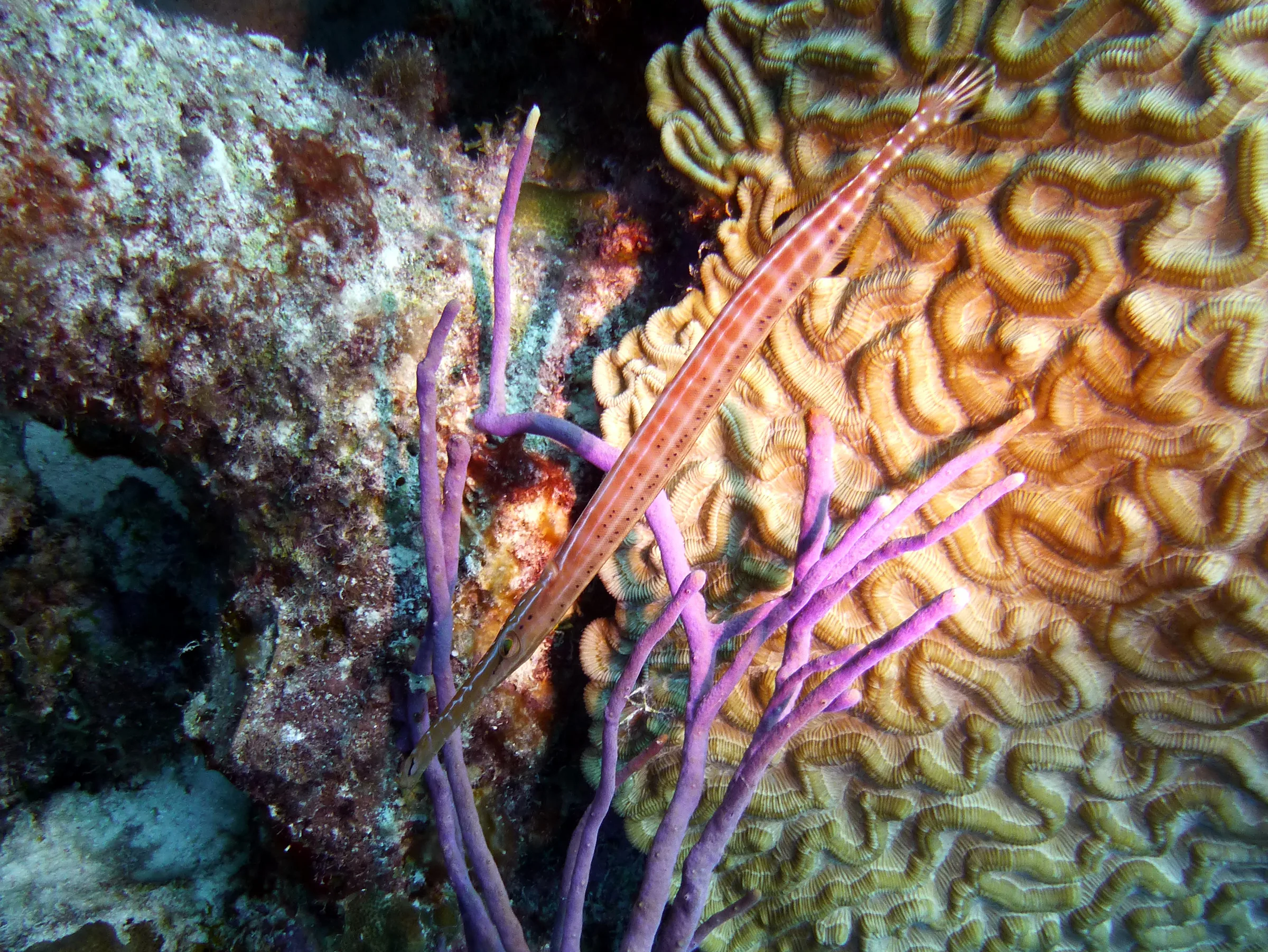 Trumpetfish, Bonaire, 2013