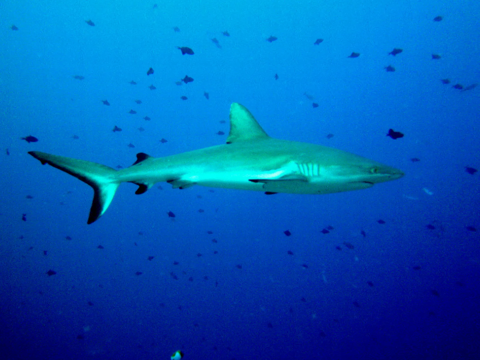 Grey Reef Shark