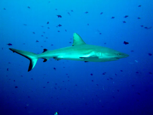 Grey Reef Shark