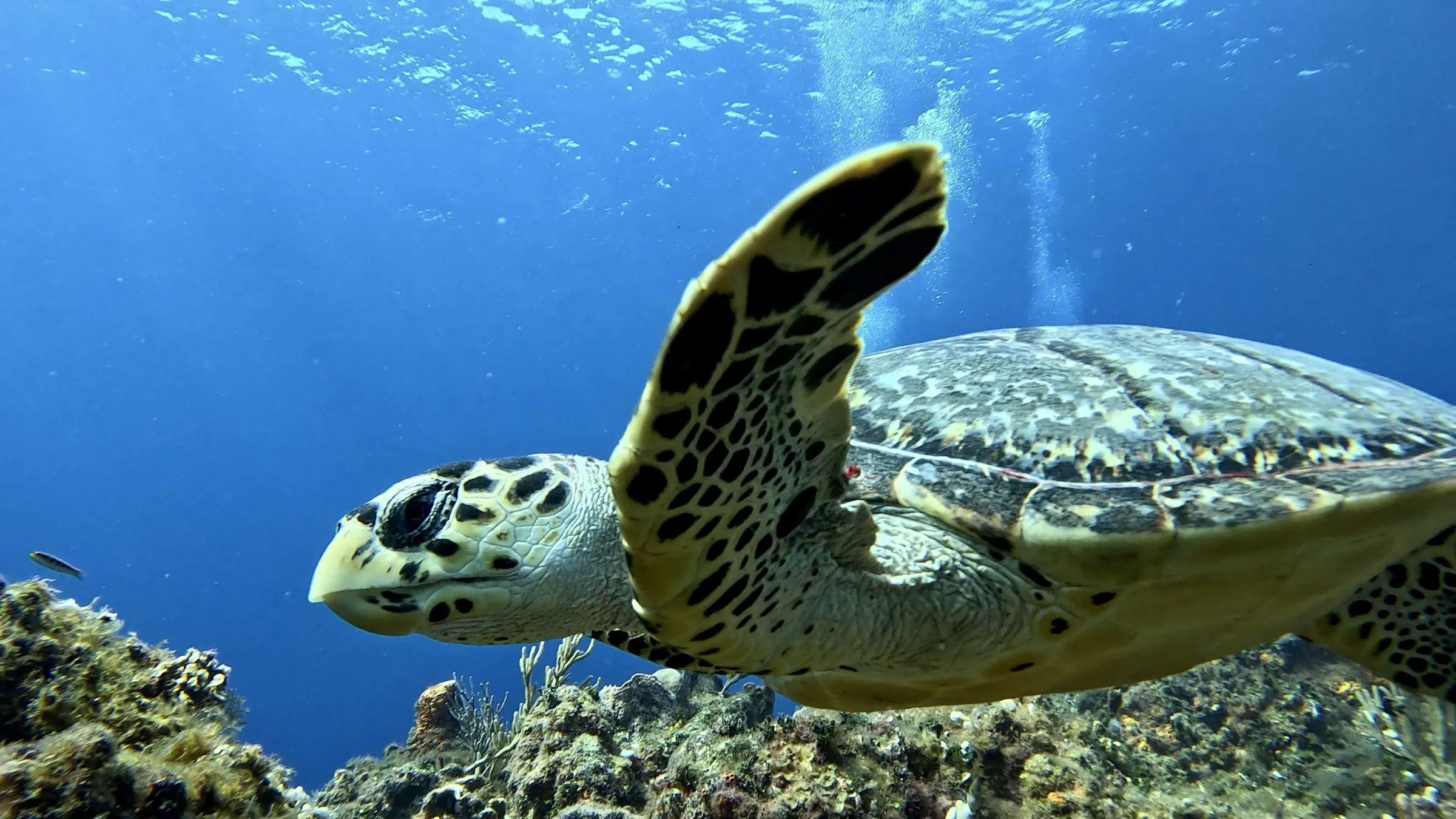 Cozumel underwater photograph, 2025