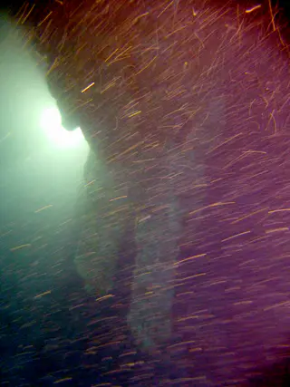 Underwater photograph by Joel Bergsma