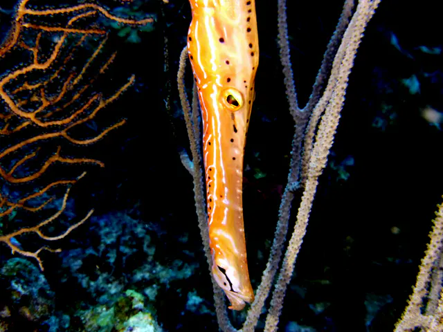 Underwater photograph by Joel Bergsma