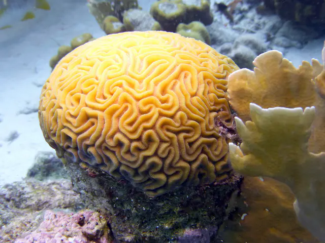 Underwater photograph by Joel Bergsma