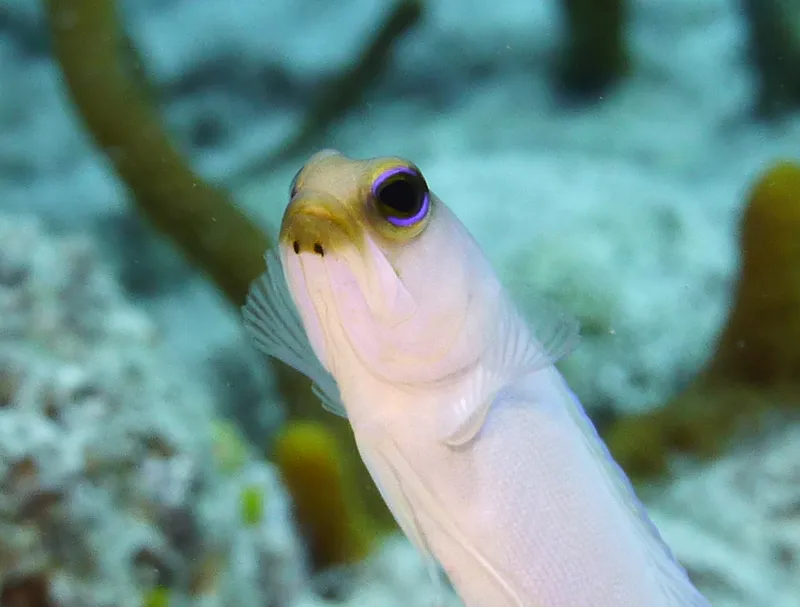 Yellowhead Jawfish, Cayman Islands, 2014