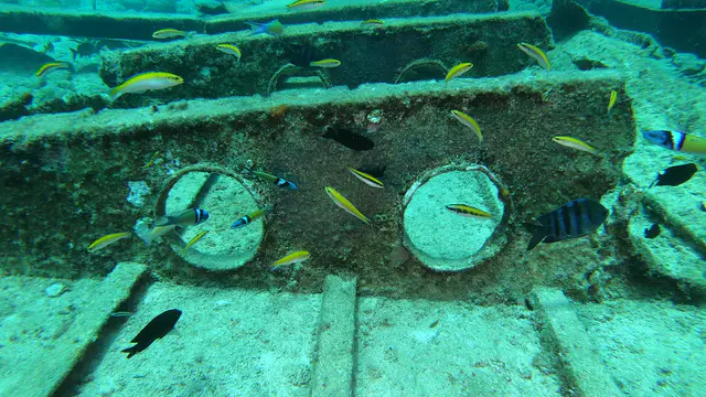 Wrasse feed on Seargant Major's eggs