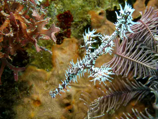 Underwater photograph by Joel Bergsma