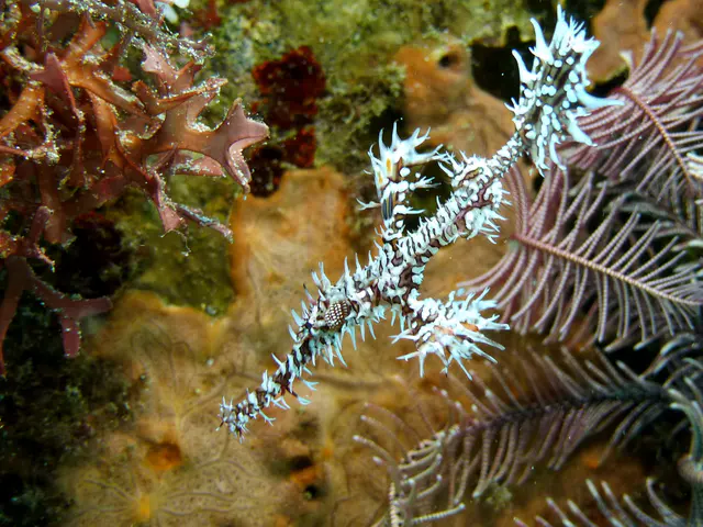 Underwater photograph by Joel Bergsma