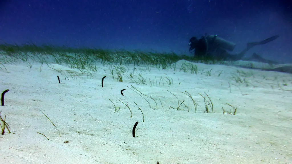 Underwater photograph by Joel Bergsma